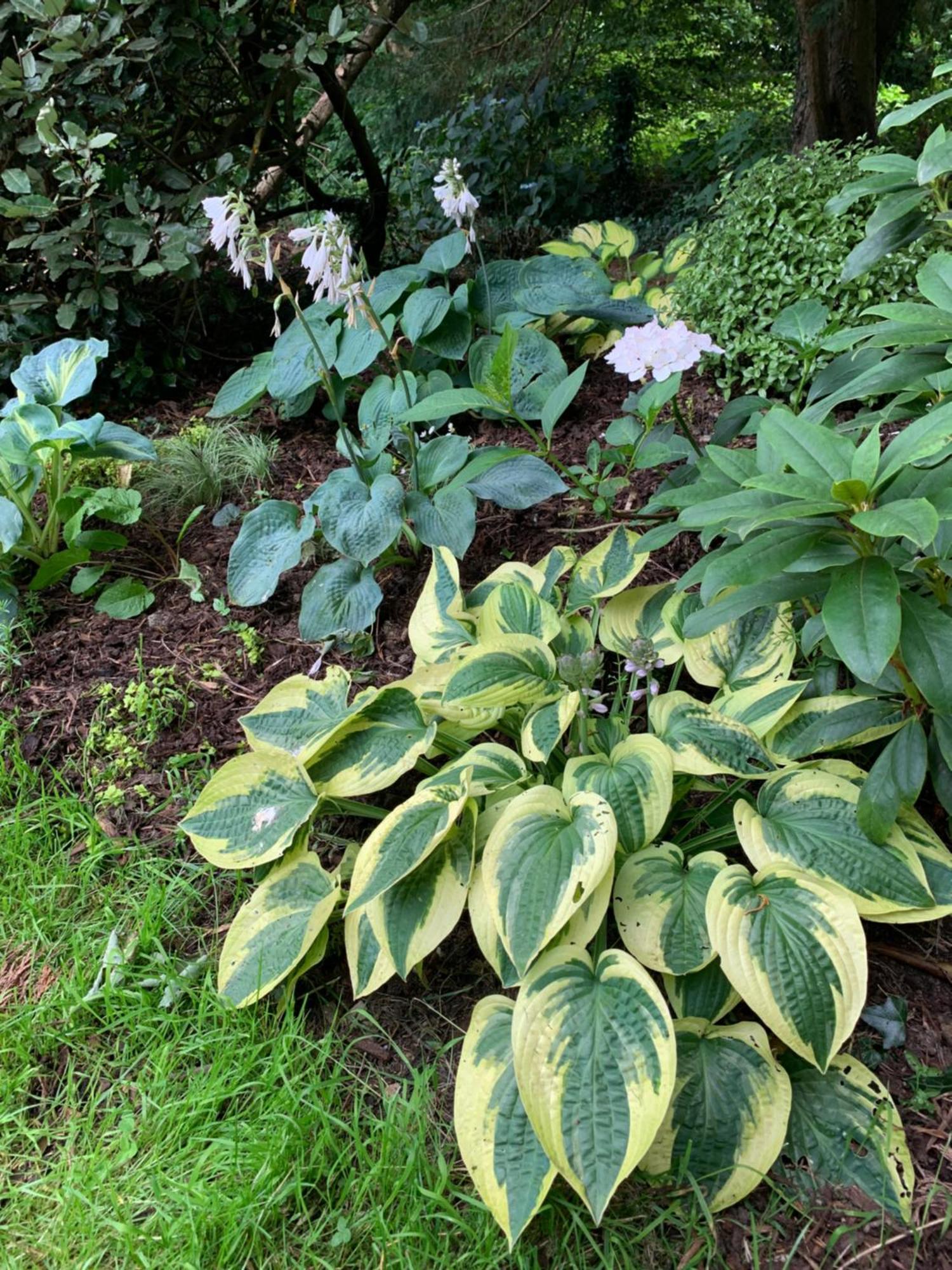Clone Country House Aughrim Exterior foto Hosta 'Batik'
